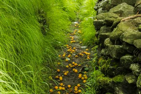 Apricots on the path between green gras and stone wall Foto stock