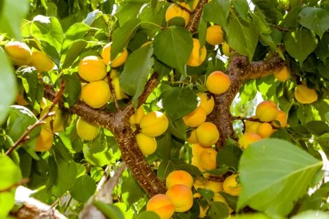 Apricots Stock Photos