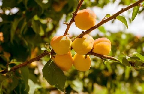 Apricots Stock Photos