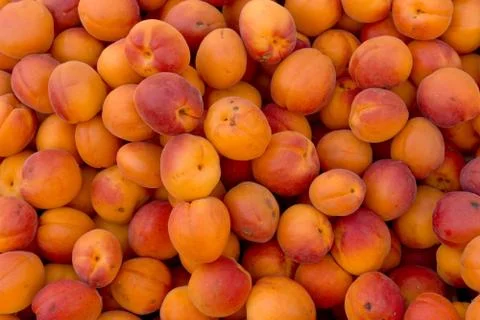 Apricots Stock Photos