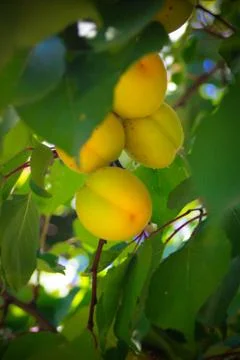 Apricots Stock Photos