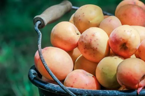 Apricots 스톡 사진