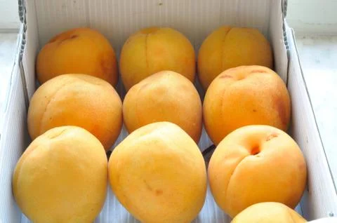 Apricots Stock Photos