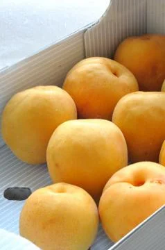 Apricots Stock Photos