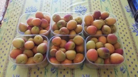 Apricots Stock Photos