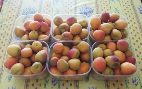 Apricots Stock Photos