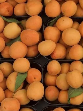 Apricots Stock Photos