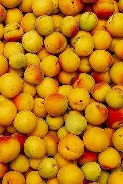 Apricots Stock Photos