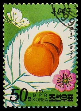 Apricots on postage stamp Foto stock