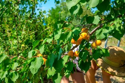 Apricots ripen on the tree. Stock Photos