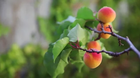 Apricots ripening on the tree Stock Footage 83489410