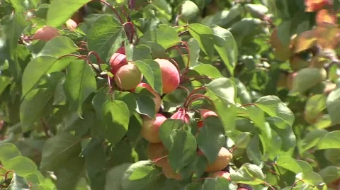 Apricots swinging on the wind Stock-Footage 41104108