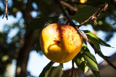 Apricots on a tree branch Stock Photos