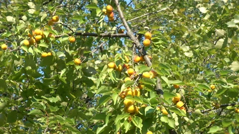 Apricots on tree branches in 4K Stock Footage 127710787