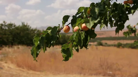 Apricots on the tree Stock Footage 32722686