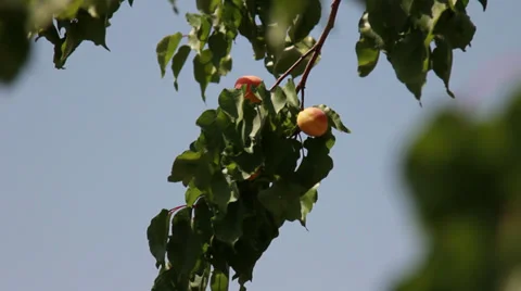 Apricots on the tree Stock Footage 32723702