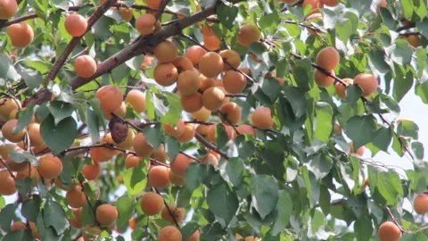 Apricots on the tree Video stock 96339853
