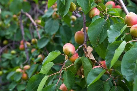 Apricots on the tree on the nature Stock Photos