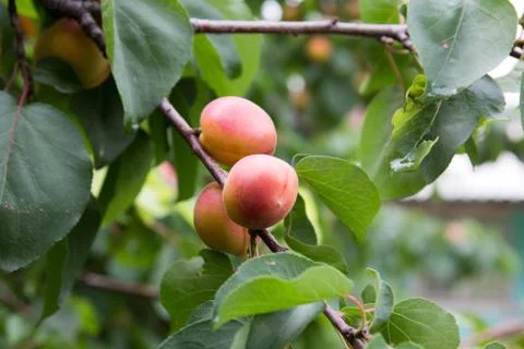 Apricots on the tree on the nature Stock Photos