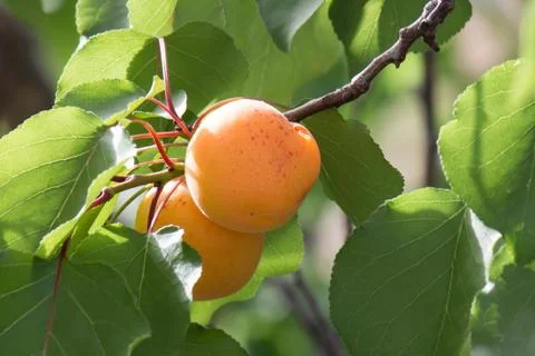 Apricots in a tree Stock Photos