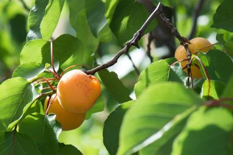 Apricots in a tree Stock Photos