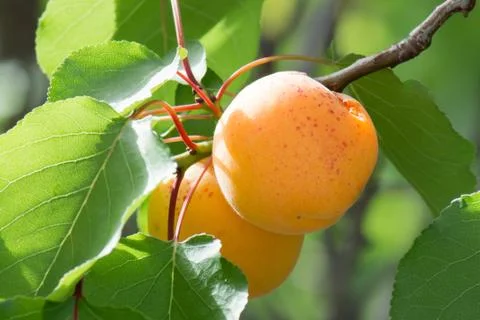 Apricots in a tree Stock Photos