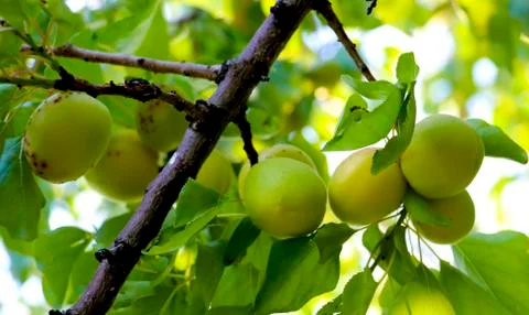 Apricots on the tree Stock Photos