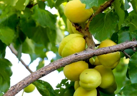 Apricots on the tree Stock Photos