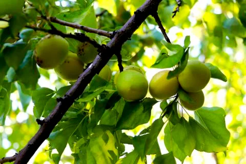 Apricots on the tree Stock Photos