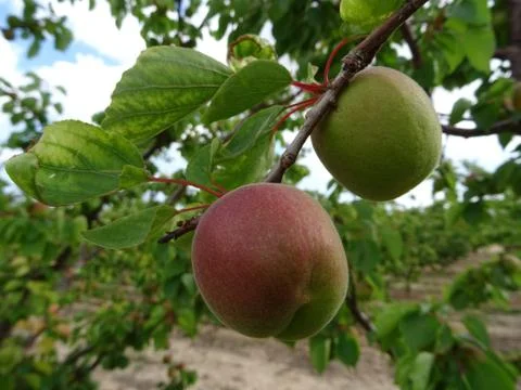 Apricots on the tree Stock Photos