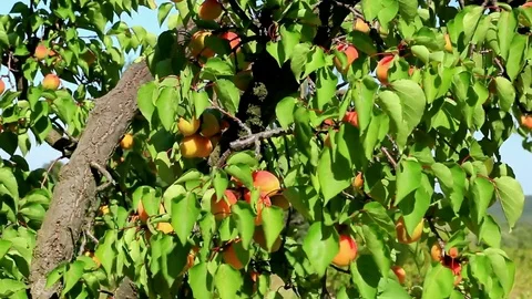 Apricots on trees in the open field. Stock Footage 121057026