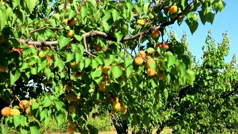 Apricots on trees in the open field. Stock Footage 121057883
