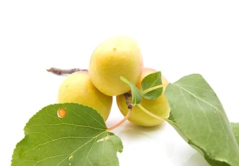 Apricots on a white background Stock Photos