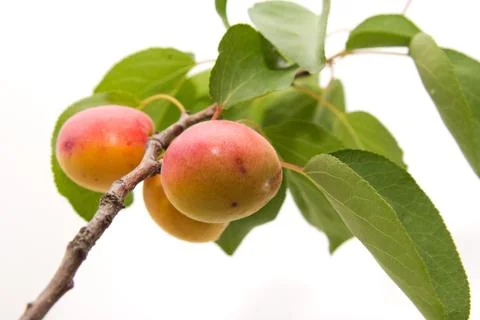 Apricots on a white background Stock Photos
