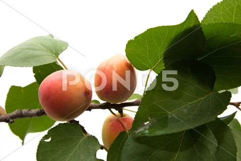Apricots on a white background Stock Photos