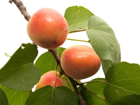 Apricots on a white background Stock Photos