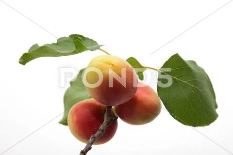 Apricots on a white background Stock Photos