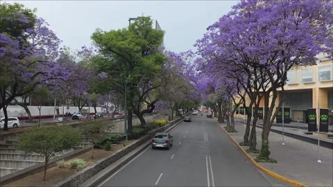 April 11, 2026, a walk along a street lined with jacaranda trees in Polanco Stock Footage 334872889