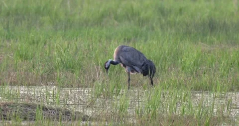 April 2025. Common crane Grus grus on Milicz Ponds in Poland Stock Footage 310262336