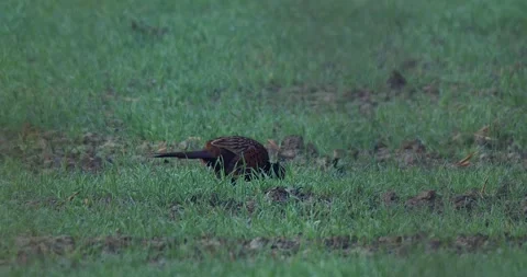 April 2025. Common pheasant Phasianus colchicus near Mikolow in Poland Stock Footage 312897082