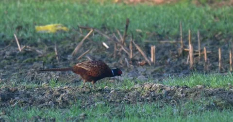 April 2025. Common pheasant Phasianus colchicus near Mikolow in Poland Stock Footage 312897085