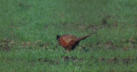 April 2025. Common pheasant Phasianus colchicus near Mikolow in Poland Stock Footage 312897089
