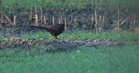 April 2025. Common pheasant Phasianus colchicus near Mikolow in Poland Stock Footage 312897119