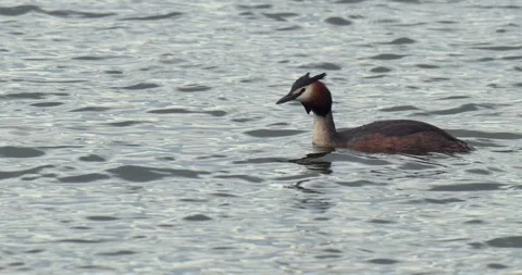 April 2025. Great crested grebe Podiceps cristatus on Milicz Ponds in Poland Stock Footage 309880133
