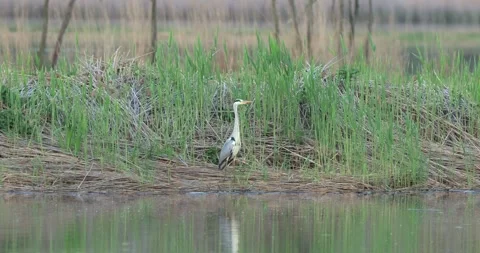 April 2025. Grey heron Ardea cinerea on Milicz Ponds in Poland Stock Footage 310059632