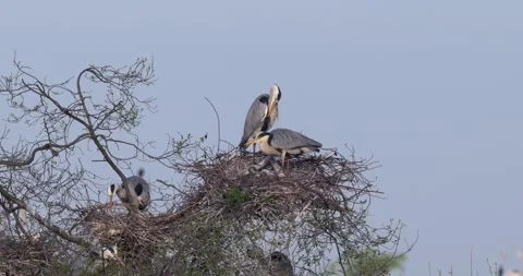 April 2025. Grey heron Ardea cinerea on Milicz Ponds in Poland Stock Footage 310059633