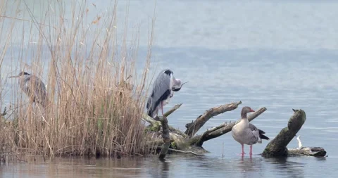 April 2025. Grey heron Ardea cinerea on Milicz Ponds in Poland Stock Footage 310141162