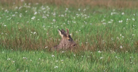 April 2025. Roe deer Capreolus capreolus on Milicz Ponds in Poland Stock Footage 310517281