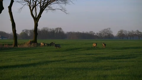 April 3, 2026. A herd of deer - Capreolus - in the fields in spring. Stock Footage 334964332