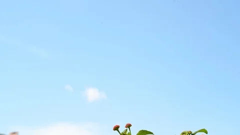 April beauty 動画素材 127646432